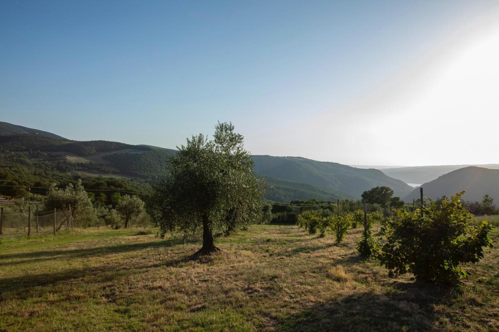 Agriturismo Podere Acqualoreto Eksteriør billede